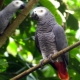 Jaco parrot: description of species, content features, selection rules
