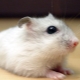 Nhà phổ biến và giống chuột hamster khác thường