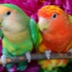 Popular types and features of keeping parrots