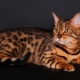 Tigro spalvos kačių ir kačių veislės bei jų turinys
