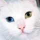 سلالات القطط بعيون مختلفة الألوان وخصائص صحتها