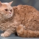 Raças de gatos encaracolados e suas condições