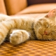 Varaktighet och funktioner hos sömn i en katt