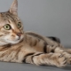 Podrijetlo, opis i održavanje mačaka pasmine egipatski Mau