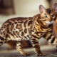 Színező bengáli macskák