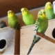 Riproduzione di pappagallini domestici