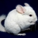Varieties and cultivation of white chinchillas