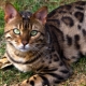 Оценка на фуражите за бенгалски котки