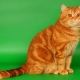 Červené britské mačky: opis, pravidlá chovu a chovu