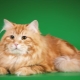قطط سيبيريا الحمراء: خصائص ومحتوى السلالة