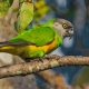 Senegalskí papagáje: vlastnosti, pravidlá chovu a chovu
