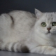 شينشيلا بريطانية فضية: وصف ومحتوى القطط