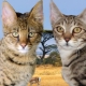 Serengeti: perihalan baka kucing, ciri kandungan