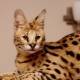 Serval: Beschreibung, Farboptionen, Aufbewahrungs- und Fütterungsmerkmale