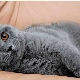 Siva britanska mačka: opis i pravila njege