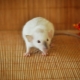 Rat siamois: caractéristiques et soins à domicile