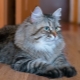 القطط الرمادية في سيبيريا: خصائص وخصائص الرعاية
