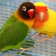 На колко години живеят влюбените птици?