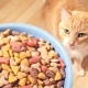 كم من الطعام الجاف يجب أن تعطيه القطة؟