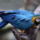 How long does the macaw parrot live and what affects life expectancy?