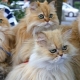 كم عدد القطط الفارسية التي تعيش؟