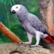 Колко папагали Жако живеят?