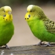 Quanti pappagallini vivono?