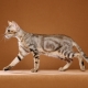 Sokoke: beskrivelse af racen af ​​katte, indholdsfunktioner og valg af kaldenavne