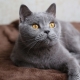 Lista de nombres para gatos británicos grises