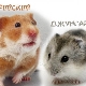 Perbandingan hamster Dzungarian dan Syria