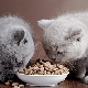 طعام القطط الجافة: نصائح الاختيار وميزات التطبيق