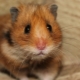 Hamster hakkında bilmeniz gereken her şey