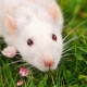 Alles, was Sie über Ratten wissen müssen
