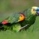 Allt du behöver veta om Amazon-papegojor