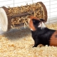 Choosing hay and a sennik for guinea pigs