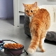 Wählen Sie Trockenfutter für ältere Katzen