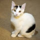 Kucing Jepun: ciri, pilihan dan peraturan penjagaan
