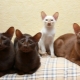 Яванска котка: как изглежда и как да се грижим за нея?