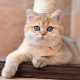 Zlatna britanska činčila: opis mačaka, osobine karaktera i pravila o njegovanju