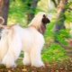 Afghan hound: breed description and content