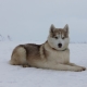 Alaskan Husky: Rassenmerkmale und Wachstum