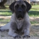 Američki mastif: Opis pasmine i njega pasa