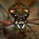 Arachnophobia: simptomi i rješenja