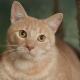 Azijski tabby: opis pasmine mačaka i pravila držanja