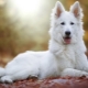 Anjing Gembala Swiss Putih: penerangan baka dan pembiakan