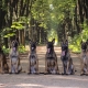 الكلاب الراعي البلجيكي: الميزات والأنواع والمحتويات