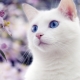 White cats with blue eyes: is deafness characteristic of them and what are they?