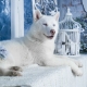 White Husky: características de color y reglas de cuidado