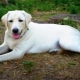 White Labrador: descrição, conteúdo e lista de apelidos