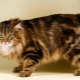 Tailless katte: populære racer og regler for deres indhold
